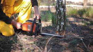 Best Tree Disease Treatment  in St Joseph, MI